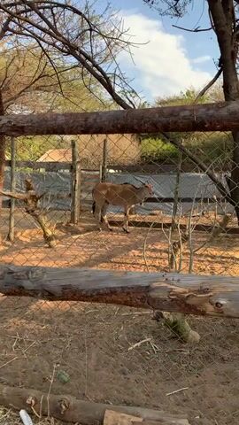The video shows a light brown antelope with dark brown stripes on its face and a dark mane that runs down its back. The antelope has long, spiraling horns. It is standing in an enclosure with sandy ground, dry vegetation, and a fence made of wire mesh and wooden posts. The enclosure also has a wooden structure in the background. The antelope is looking towards the camera and then turns its head to groom itself. The scene is outdoors, with trees and a partially visible building in the background, suggesting a zoo or wildlife park setting.