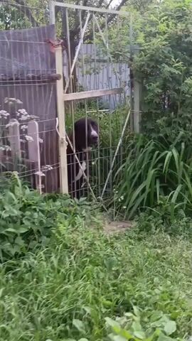 The video shows a medium-sized dog, likely a mixed breed with dark fur and white markings on its chest and face, standing behind a metal fence. The dog appears alert and is looking towards the camera. It is wearing a dark collar.

The setting is an outdoor area with lush green vegetation surrounding the fence. Tall green plants with long, slender leaves are prominent on the right side of the frame, and various leafy plants are visible in the foreground and behind the fence. A wooden structure, possibly a shed or part of a fence, is visible to the left, behind the metal fence. The metal fence itself is made of diamond-shaped mesh and has a vertical support post made of a lighter metal. A white object, possibly a bird feeder or a decorative item, is attached to the fence on the left.

The activity appears to be a static observation of the dog by the camera. The dog's posture suggests it might be waiting or watching something. The overall mood is calm, with the focus on the animal and its environment. The lighting suggests it's daytime, with natural light filtering through the trees and foliage. No specific time of day can be determined, but the bright greenery indicates it's likely not early morning or late evening.

There is no visible text in the video. The location context provided is Merchalovo, Russia, which could imply a rural or suburban setting common in that region. The dense foliage and the type of fencing are consistent with a backyard or a private outdoor enclosure in a Russian locale.