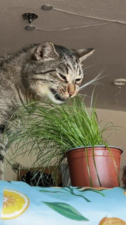 Lazy afternoon at home in Schwerin — cat, herbs, and gear