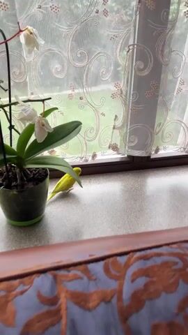 A yellow budgie is standing on a countertop next to a potted orchid, looking out a window with a sheer curtain. The budgie is facing towards the right of the frame, with its head turned slightly to the left. The orchid has white flowers and green leaves. The window shows a blurred green background, possibly trees or grass. The curtain has a decorative pattern. The countertop is grey. In the foreground, a blurred brown surface with a patterned fabric is visible.