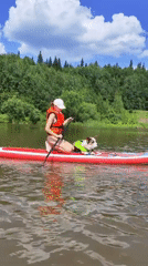 Dog and paddleboarder cruise calm Russian waters together