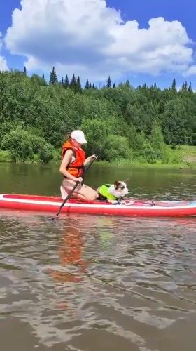 Dog and paddleboarder cruise calm Russian waters together
