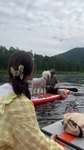 This video shows two people and a white dog on paddleboards on a river. The person in the foreground, from behind, is wearing a yellow and white checkered shirt and has a flower in their hair. They are holding a paddle. The second person, a man, is sitting on a red paddleboard with the dog standing in front of him. The dog is white and has a fluffy coat. The man is wearing a green t-shirt and sunglasses. The paddleboard has a paddle in the water. A beige bag is on the paddleboard in the foreground. The background features a treelined riverbank and a cloudy sky. The water is calm and the trees are lush green. The scene suggests a leisurely outdoor activity on a river.