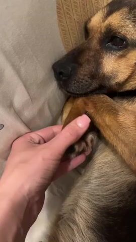 A close-up shot shows a German Shepherd dog lying on its side on a bed or couch. The dog is mostly tan with black markings around its face and back. Its eyes are partially open. A human hand with pink nail polish gently touches the dog's paw and then its nose. The dog then sticks out its tongue and licks its nose. The background consists of a beige pillow and possibly a patterned cushion. The lighting is soft.