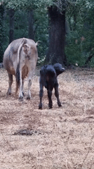 Newborn calf and farm cows in Sant Joan les Fonts