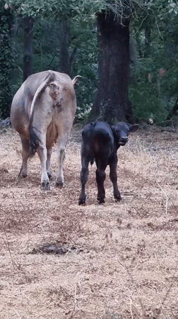 Newborn calf and farm cows in Sant Joan les Fonts