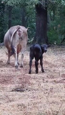 The video shows a newborn calf standing next to its mother cow in a wooded area. The calf is dark brown and appears unsteady on its legs. The mother cow is a lighter brown and is facing away from the camera. The ground is covered with dry leaves and grass, and there are trees and foliage in the background. The scene appears to be a natural habitat.