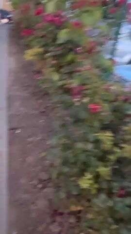 The video shows a paved walkway adjacent to a dirt path bordered by green foliage and some pink flowers. A white vehicle is partially visible at the top left of the frame. The camera appears to be in motion, moving forward along the walkway.