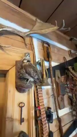 The camera pans across a rustic wooden cabin interior, showcasing a wall adorned with hunting-themed decorations. A large set of moose antlers sits high up on the wall next to a taxidermied bird mounted on a wooden base. Below, a bandolier of bullets hangs alongside a trumpet and a rifle. Further along the wall, there's a collection of old tools, straps, and a saw. The camera continues to pan right, revealing another taxidermied bird, a small, dressed doll on a stand, a window with curtains, and a shelf lined with decorative objects. The wooden ceiling of the cabin is visible, and there are other mounted animal decorations above the window. A person can be seen briefly near the window. The cabin is lit with warm indoor lighting.