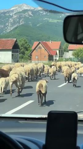 The video is shot from inside a vehicle, looking through the windshield at a large herd of sheep walking away down a paved road. The sheep are mostly light-colored (beige/off-white), with a few darker brown individuals, and occupy nearly the entire width of the road. In the background, there are several houses with distinct architectural styles, including one with a wooden facade and a red-tiled roof, and others with lighter facades and dark roofs. Beyond the houses, rolling green hills and mountains with visible peaks under a clear blue sky complete the scenic view. Inside the vehicle, a dashboard is visible along with a smartphone mounted in the foreground, and the reflection of a person's eyes and forehead can be seen in the rear-view mirror. The sound of a person speaking in a foreign language and sheep bleating is audible.