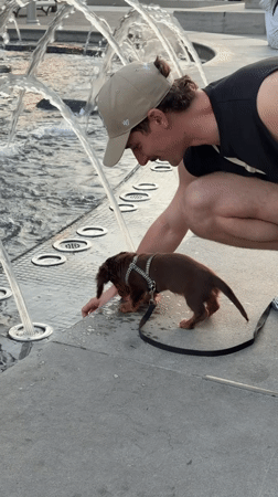 Late night puppy walk near fountain in Old Montreal