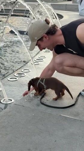 Late night puppy walk near fountain in Old Montreal