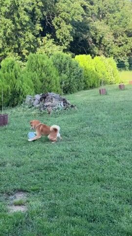 A medium-sized tan dog with white accents is playing in a grassy yard with trees and bushes in the background. The dog is carrying a clear plastic bottle in its mouth. It runs across the lawn, then stops to drop the bottle and appears to try and jump on top of it. The dog then runs off-screen.