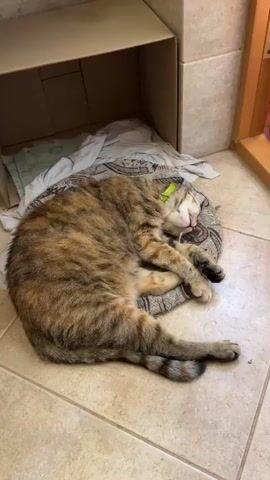 This is a close-up, vertical video of a calico cat sleeping. The cat is lying on its side on a patterned blanket on the floor. A cardboard box is visible behind the cat. The cat has a green collar around its neck. The cat's eyes are closed, and its mouth is slightly open. Its paws are tucked under its body. The floor appears to be tiled.