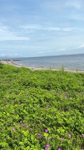 A close-up shot of green shrubs with purple flowers on the ground shows the ocean in the background with a beach in between. The water is calm and there are mountains in the distance under a blue sky with some clouds.