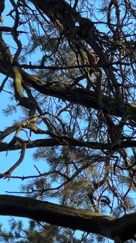 The video shows a close-up view of a large tree with bare branches against a clear blue sky. The branches are gnarled and twisted, with some pine needles still clinging to them. The camera angle is looking up into the canopy of the tree. There is no discernible movement or activity in the video.