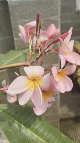 The video shows a close-up view of a cluster of pink and yellow frangipani flowers. The flowers are in various stages of bloom, with some fully open and others still in bud. The background consists of a gray brick wall and green leaves. The lighting suggests it is daytime.