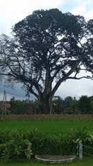 Large tree observed beside green rice field