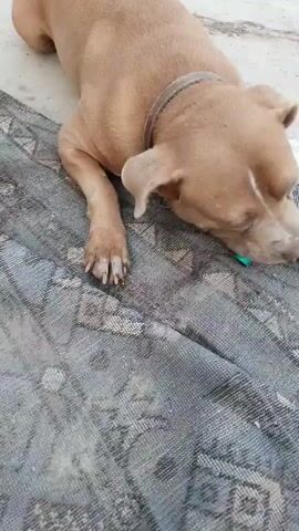 A tan pit bull dog lies on a patterned rug, chewing on a teal object. The dog lifts its head and licks its nose. The dog then stands up and walks away. The background is blurry and appears to be outdoors.