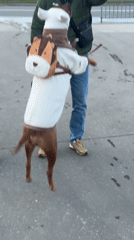 Costumed dog draws attention on Nizhny Novgorod streets