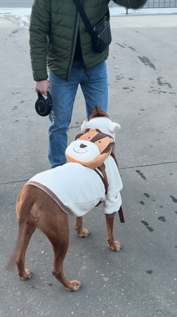 Costumed dog draws attention on Nizhny Novgorod streets