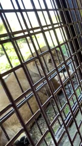 A short vertical video shows a young lion cub sitting inside a metal cage. The cub is light brown with darker markings around its eyes and ears. It is facing to the right of the frame, with its back to the viewer. The cub yawns and stretches its mouth wide open, then closes it and looks up. The cage has thick, dark metal bars running vertically and horizontally, creating small square openings. Through the bars, green grass and some dirt are visible on the ground, indicating an outdoor enclosure. The lighting is bright, suggesting daytime. The cub appears calm and relaxed throughout the video.