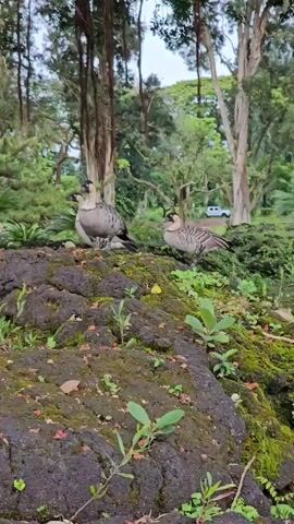 Two Hawaiian geese, also known as nēnē, are standing on moss-covered rocks in a park-like setting. The geese are gray and white with striped necks. One goose is facing left and appears to be looking down at something, while the other goose is facing right and looking forward. The background consists of trees, lush green foliage, and hanging vines. The overall scene suggests a natural habitat or a well-maintained park.