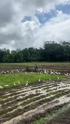 The video shows a rice field with a farmer operating a small tractor. A large group of white egrets are dispersed throughout the field, some standing in the water-filled furrows and others in areas of green grass. The field is surrounded by trees, and the sky is cloudy with some patches of blue. The tractor moves slowly through the field as the egrets remain present, presumably feeding.