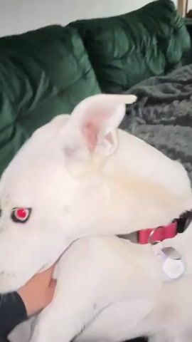 A close-up video shows a white dog with a red collar and a pet tracker. The dog is lying down on a couch with green and gray blankets. A person's hand is visible, petting the dog's head and neck. The dog's eyes appear to have red circles edited into them, giving a demonic or supernatural appearance. The dog's mouth is open as if it is panting or speaking, and its ears are perked up. The video transitions slightly, but the framing and subject remain consistent.