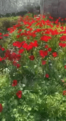 Red flowers bloom in springtime Kharkiv flowerbed