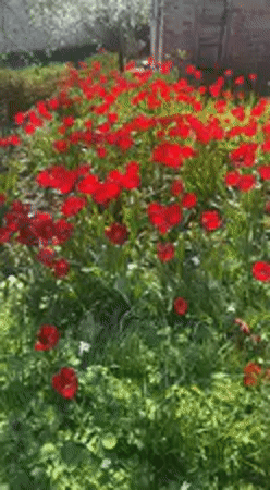 Red flowers bloom in springtime Kharkiv flowerbed