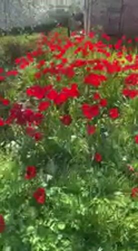 Red flowers bloom in springtime Kharkiv flowerbed