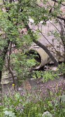 Water flows from concrete pipe in overgrown Sofia area