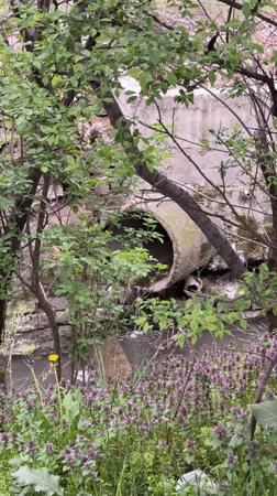 Water flows from concrete pipe in overgrown Sofia area
