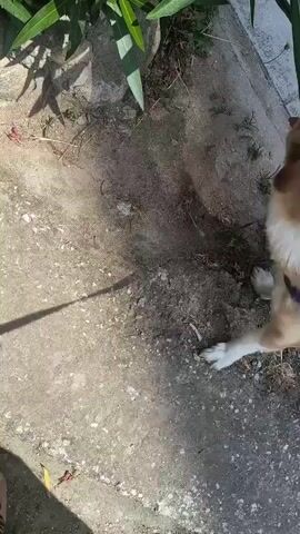 A dog is in the frame. It is a medium-sized dog with brown and white fur. It is sitting on a concrete surface near some dirt and plants. The dog is wearing a purple harness and is attached to a leash that is not fully visible. The dog appears to be sniffing the ground and then looks up at the camera. The sun is shining, casting shadows on the ground. The camera is positioned at a low angle, close to the ground.