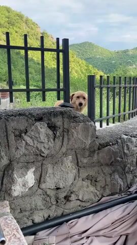 A medium shot shows a tan, short-haired dog standing behind a black metal fence, set on top of a grey stone wall. The camera zooms in on the dog as it looks directly into the camera. In the background, green, forested hills rise toward a partly cloudy sky. The dog then walks to the right, disappearing behind a metal post of the fence.