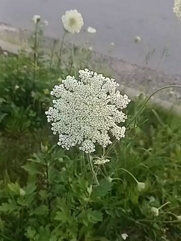 A close-up shot of a wild carrot flower, also known as Queen Anne's Lace, in bloom. The flower is white and intricately detailed, with many small florets forming a flat-topped cluster. The flower is surrounded by green foliage and grass. In the background, a paved road can be seen, suggesting the flower is growing along the roadside. The lighting is soft, indicating it might be early morning or late afternoon. The video focuses on the beauty and delicate structure of the flower.
