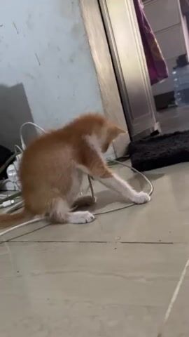 A ginger and white kitten is playing with wires on a tiled floor. The kitten is in the center of the frame, facing to the right. It is grooming itself with its paw, which is touching its face. There are several white wires scattered on the floor around the kitten. In the background, there is a wall, a closet, and some bottles of water. The lighting is dim.