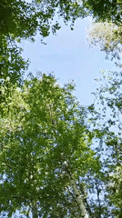 Spring flowers and trees observed in Go Maya, Russia