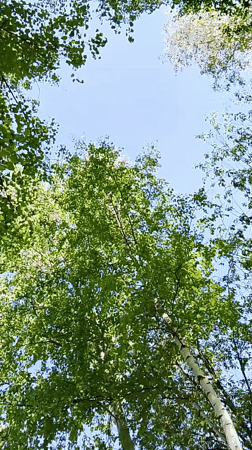 Spring flowers and trees observed in Go Maya, Russia