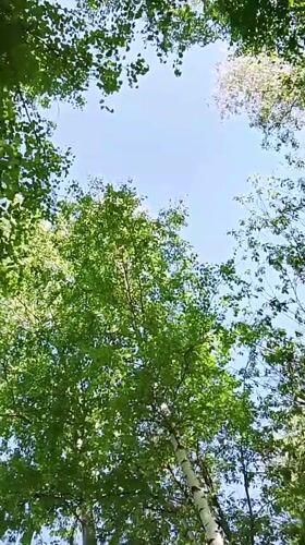 Spring flowers and trees observed in Go Maya, Russia