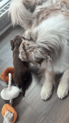 Australian Shepherd and Dachshund puppy play together in Montreal