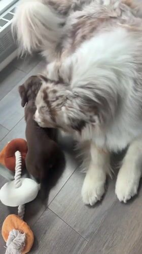 Australian Shepherd and Dachshund puppy play together in Montreal