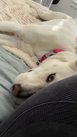 A white dog lies on its side on a bed with a person's hand petting its head. The dog's eyes are open and looking towards the camera. The person's hand moves to pet the dog's nose and mouth area. The background shows a textured bedspread and a hint of a wall.