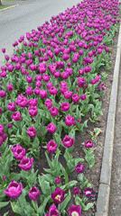 Spring tulip displays bloom along Târgu Mureș promenade