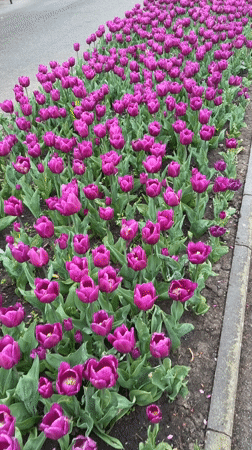 Spring tulip displays bloom along Târgu Mureș promenade