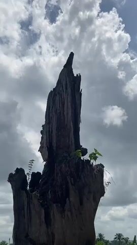 The video shows a weathered, towering tree trunk silhouetted against a cloudy sky. The trunk is dark gray with a jagged top and small green plants growing from its sides. In the background, there are palm trees. The sky features a mix of white and dark gray clouds, with patches of blue visible. There are unclear voices heard in the background.