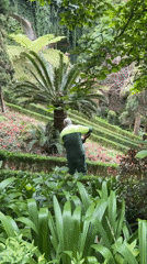 Garden maintenance and visitors captured at Funchal botanical gardens