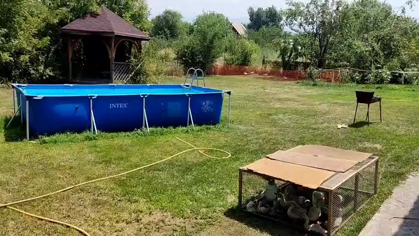 The video displays a backyard scene on a sunny day. In the foreground, a metal cage filled with several ducklings sits on the grass. A yellow hose is visible on the lawn. To the left, a large blue above-ground swimming pool with a ladder is situated. To the right, a black grill stands on a metal stand. In the background, a wooden gazebo with a brown roof is present. Trees and vegetation surround the yard, and houses are visible in the distance.
