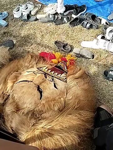 This is a video clip, likely from a mobile phone, showing an outdoor event in Plosorejo, Indonesia. The scene is set up under a large white tent or canopy, suggesting it is a sheltered gathering. The ground is covered with dry grass and a blue tarp.

In the foreground, a large, fluffy costume, possibly representing an animal like a lion with a fur mane, lies on the ground. It has a decorative headdress with red and yellow tassels and a patterned band across its "face". Scattered around are various shoes and sandals, indicating people have removed them, perhaps for comfort or due to the setting.

The background reveals a gathering of people, many seated on the ground or on white chairs, also under tents. Some individuals are wearing headscarves, common in Indonesia. A light purple umbrella is open, suggesting possible sun protection or a very light drizzle. The overall atmosphere seems casual and communal.

Further back, there's a stage or performance area with a person in yellow attire, possibly a performer or speaker, standing. More tents and people are visible in the distance, indicating a larger event or festival. The lighting suggests it is daytime, possibly late morning or afternoon, with bright, natural light. There is no visible text in the clip. The event appears to be a cultural celebration or a community gathering, possibly religious given the attire of some attendees.